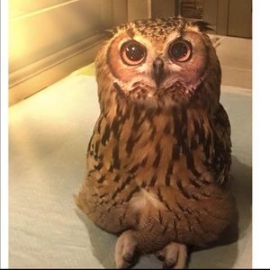 Meet your Posher, Cyril